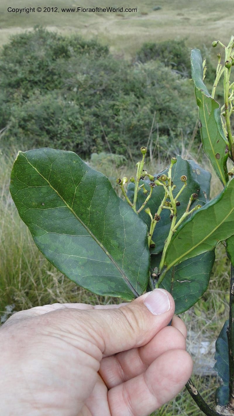 Ocotea, D. Ravelonarivo 3390--Madagascar. E of Ambositra toward Antoetra. 2 May 2010 325 (7).jpg