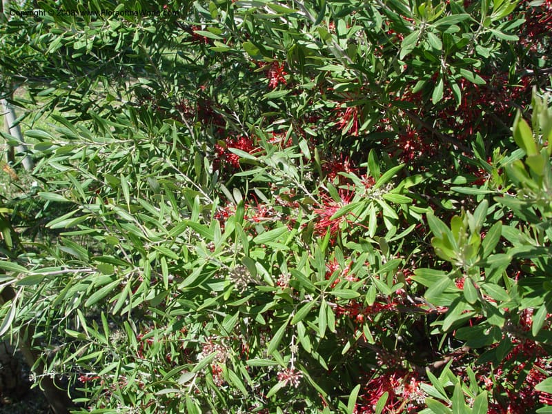 Grevillea olivacea--Spain. Barcelona Botanic Garden. 19 Apr 04. 114.jpg