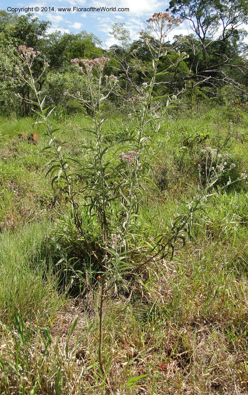 Eupatorium multicrenulatum, Stevens, W. D 31123, Amambay, 16 Mar 2011 1678 (3).JPG