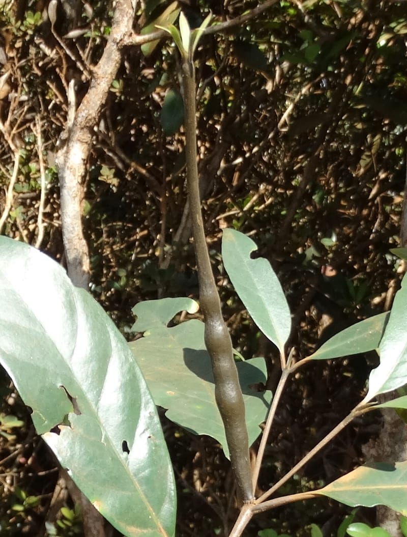 Atractocarpus, Gildas no.--New Caledonia. PinPin. 20 Nov 2015. DSC03938 (571).JPG