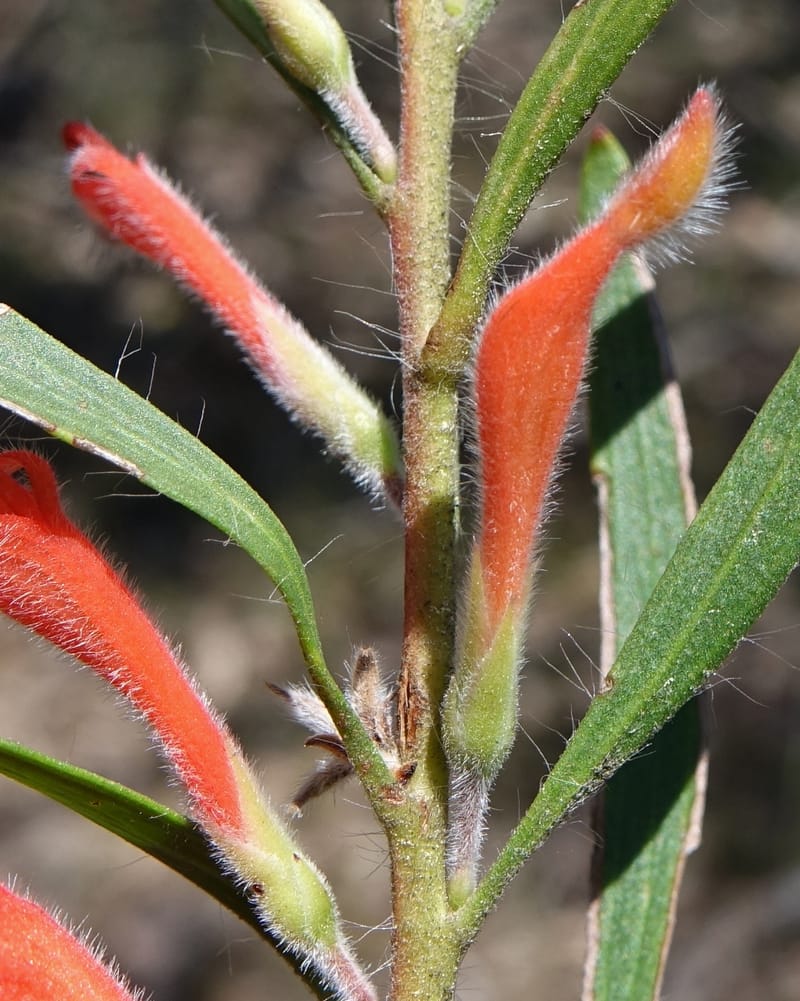 Adenanthos barbiger, Davidson, C 13472--Australia. W.A. Albany Hwy, odom 33.5. 28 Oct 2016. DSC05957 (30).JPG