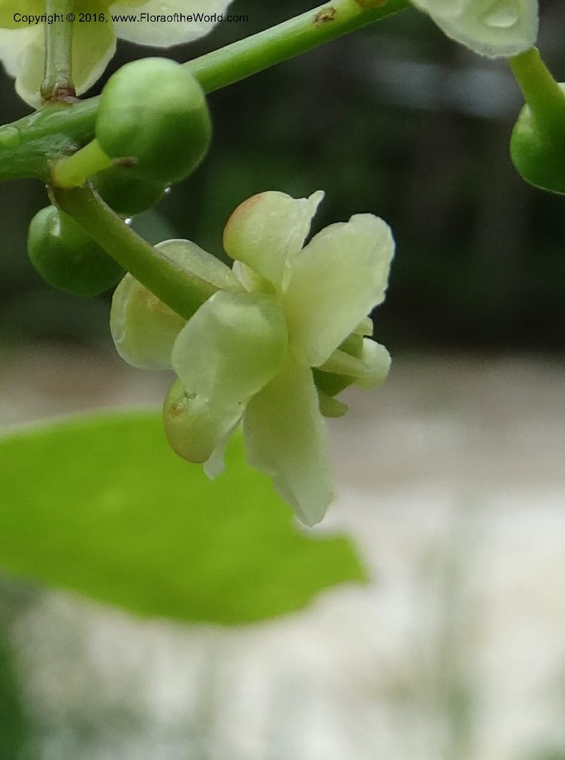 Lepisanthes fruticosa, Buerki, S 361--Sabah. Ulu Senagang. 9 Oct 2014. DSC03434 (51).JPG