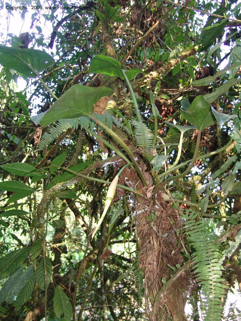 Philodendron attenuatum, Croat98778--Ecuador. Z.C. Margin of Rio Nangaritza. 17 Sep 07. 329.jpg