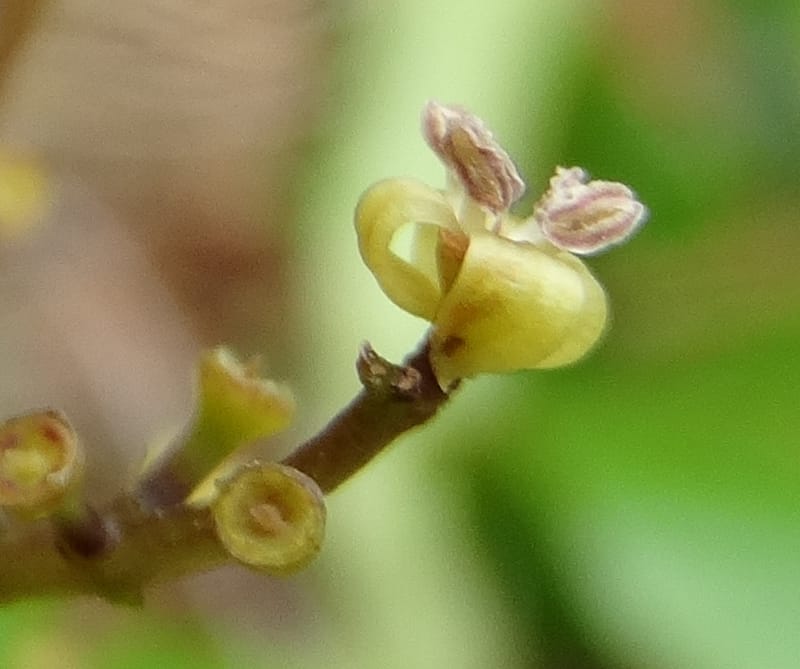 Polyscias joskei, Plunkett, G 3180--Fiji. Delaikoro Mtn. 3 Nov 2015. DSC08393 (284).JPG