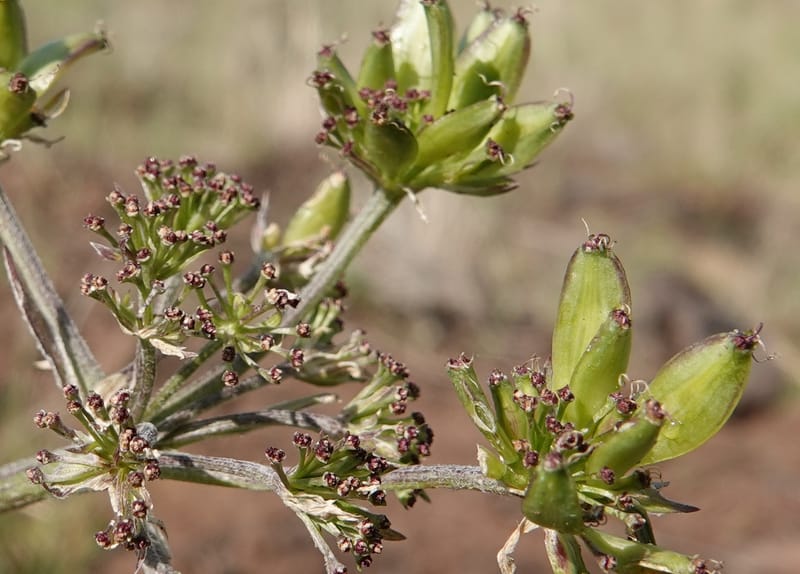 Lomatium macrocarpum, C. Davidson 13790--Oregon. Wallowa Co. Upper Camp Creek Canyon. 5 Jun 2018. DSC05225 (82).JPG