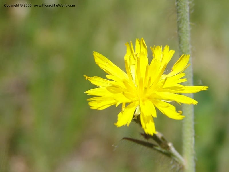 Hieracium scouleri v. albertinum--ID. Valley Co. Sylvan Beach, Reservoir trail. 13 Aug 05. 118.jpg