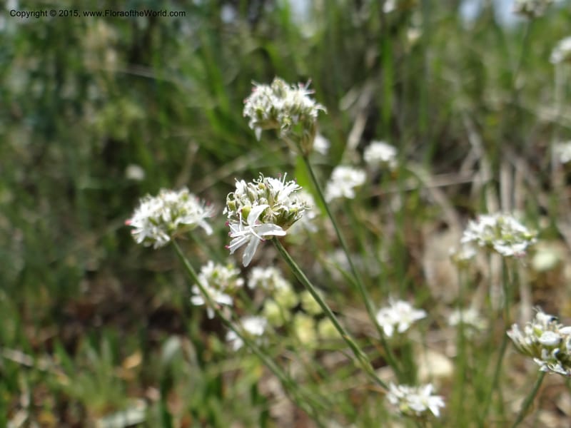 Eremogone congesta var. congesta, Mansfield, D 12-646--ID. Bear Lake Co. Mt. Sherman. 13 Jul 2012. DSC03679 (3).JPG