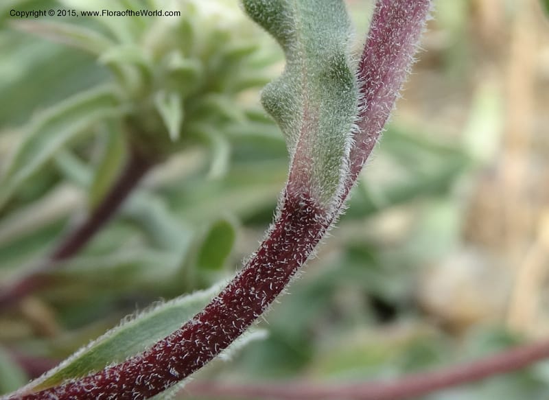 Pyrrocoma, Davidson, C 12630--ID. Idaho Co. Seven Devils Campground. 11 Aug 2014. DSC00412 (35).JPG