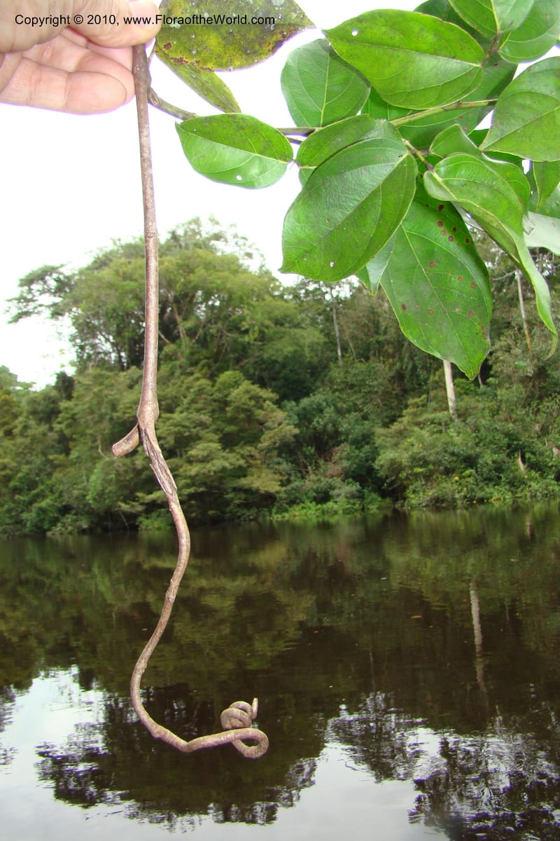 Rourea, RVasquez34844--Peru. Loreto. Dist. Nauta. Qbda Nawapa, Rio Tigre. 11 Nov 08. 303.jpg