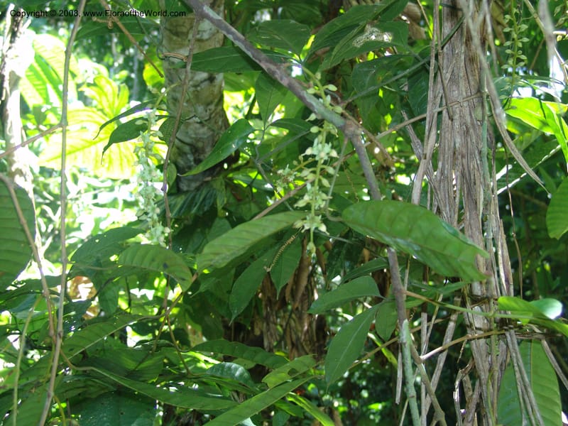 Marila laxiflora, AAraujoM1248--Bolivia. Pq. Nac. Madidi. Chalalan, Send. Anta. 30 Nov 04. 211.jpg