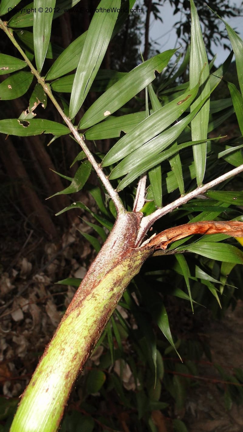Dypsis, N. Manjato 197--Madagascar. E of Ambositra toward Antoetra. 2 May 2010 452 (8).jpg