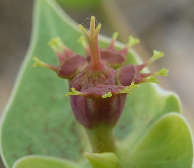 Euphorbia monteiroi, Nanyeni 1187--Namibia. Dry waterfal. 20 Mar 2018. DSC01925 (48).JPG