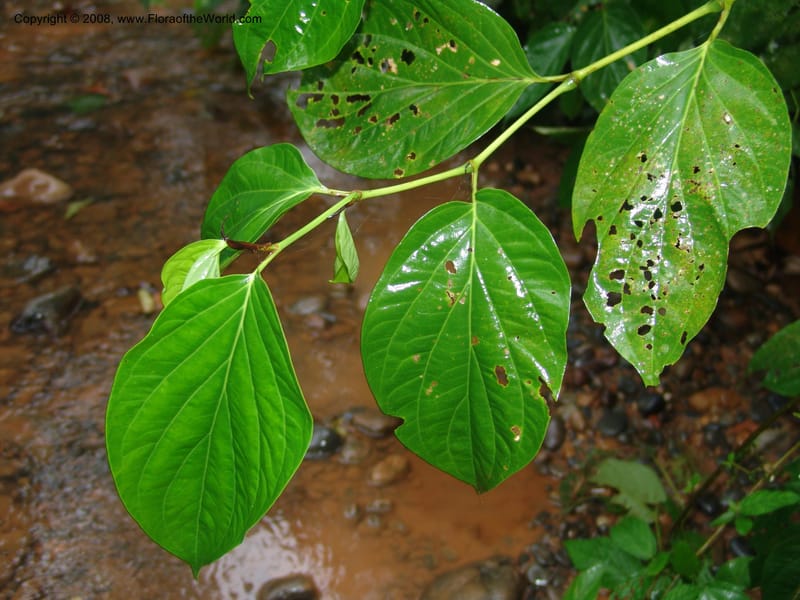 Piper crassinervium, AAraujoM1186--Bolivia. Pq. N. Madidi. Rio Tuichi, Rudidi Cr. 28 Nov 04. 193.jpg