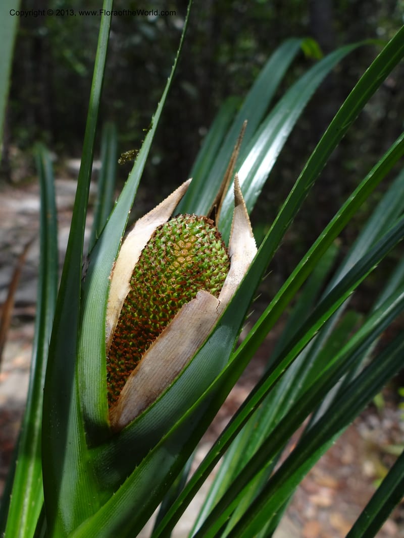 Pandanus dorystigma, Callmander 1015--Malaysia, Sarawak. Bako Nat. Park. Lintang Trail. 30 Mar 2012.  NDSC06186 (134).JPG