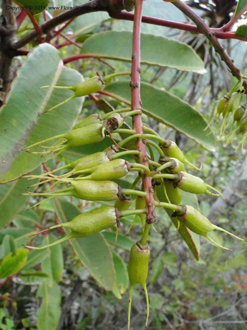 Cunonia macrophylla, not coll.--New Caledonia. Mont Koghis. 18 Jan 2010. 531 (16).JPG