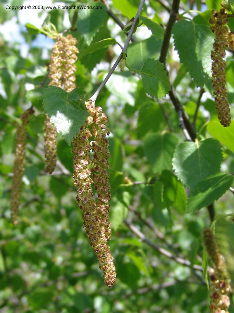 Betula litwinowii--Georgia. Kazbeki. Trail-road to Sameba Church. 2 Jun 05. 007.jpg