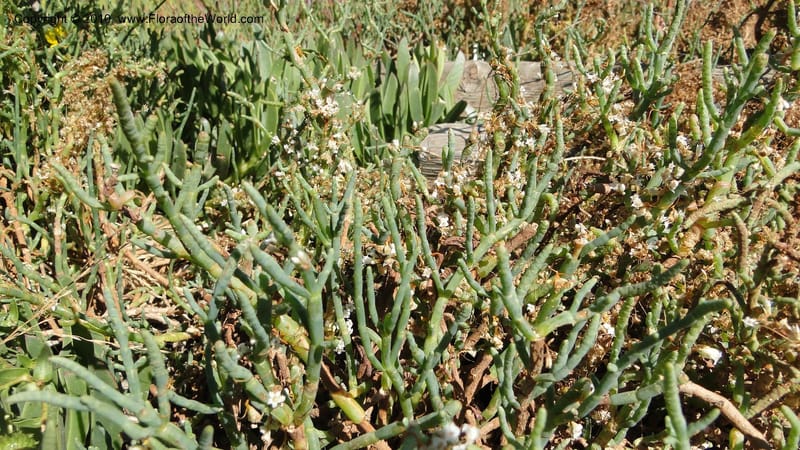 Cuscuta salina, C. Davidson 11802--CA. Alameda Co. Radio Beach, N of Bay Bridge toll plaza. 2 Sept 2010. 220 (30).jpg