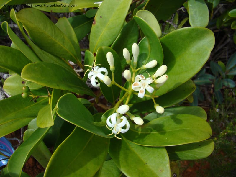 Coelospermum crassifolium, JMunzinger4907--New Caled. Parc Prov. Riviere Bleue. 22 Nov 07. 160.jpg