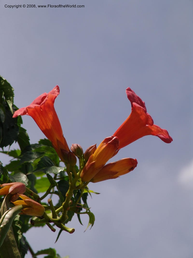 Campsis radicans--TX. Johnson Wildflower Center. 13 Jun  04. 002.jpg