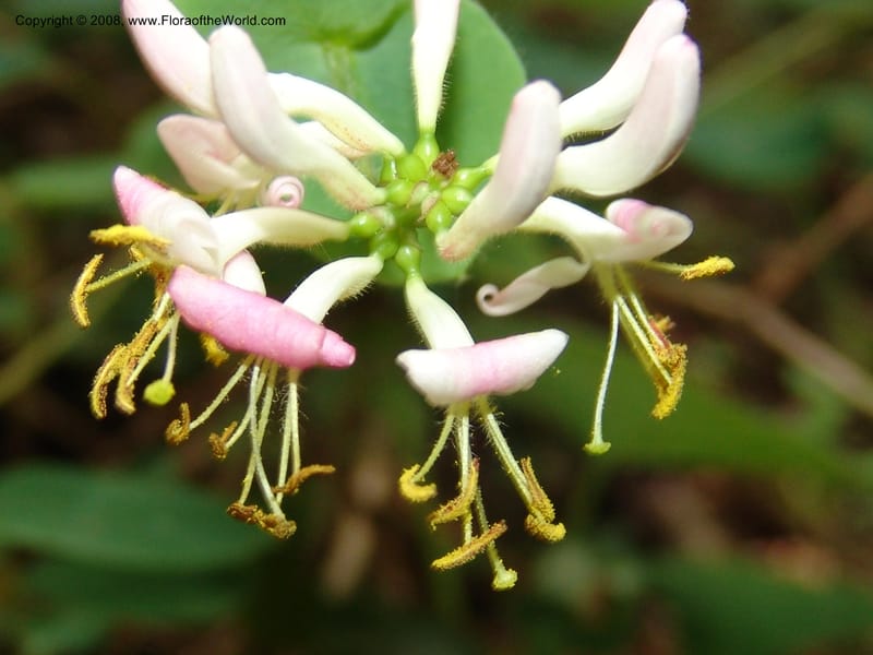 Lonicera hispidula v. vacillans, CDavidson11065--CA. Shasta Co. Lake Shasta. Waters Gulch Trail. 5 Jun 07. 183.jpg