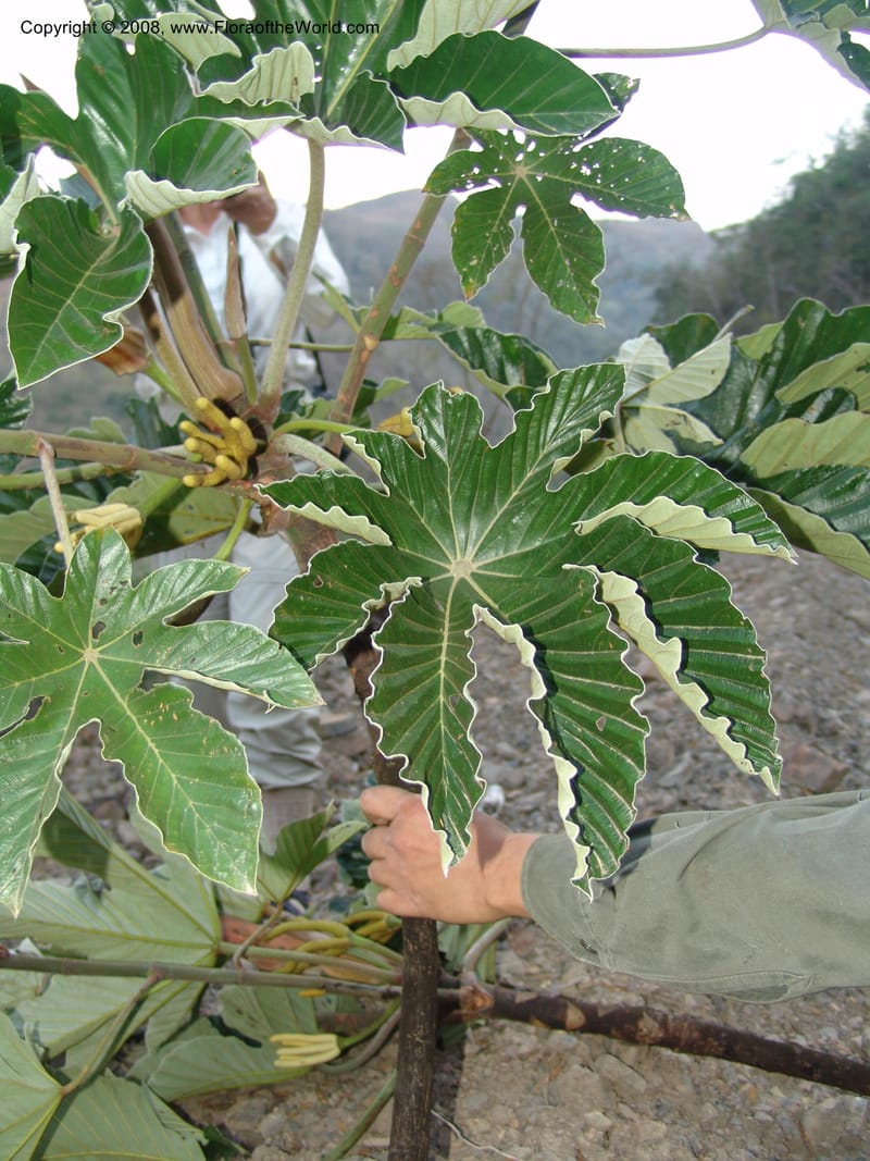 Cecropia polystachya, AAraujoM2988--Bolivia. N of Apolo. Rio Machariapu. 18 Sep 06.508.jpg