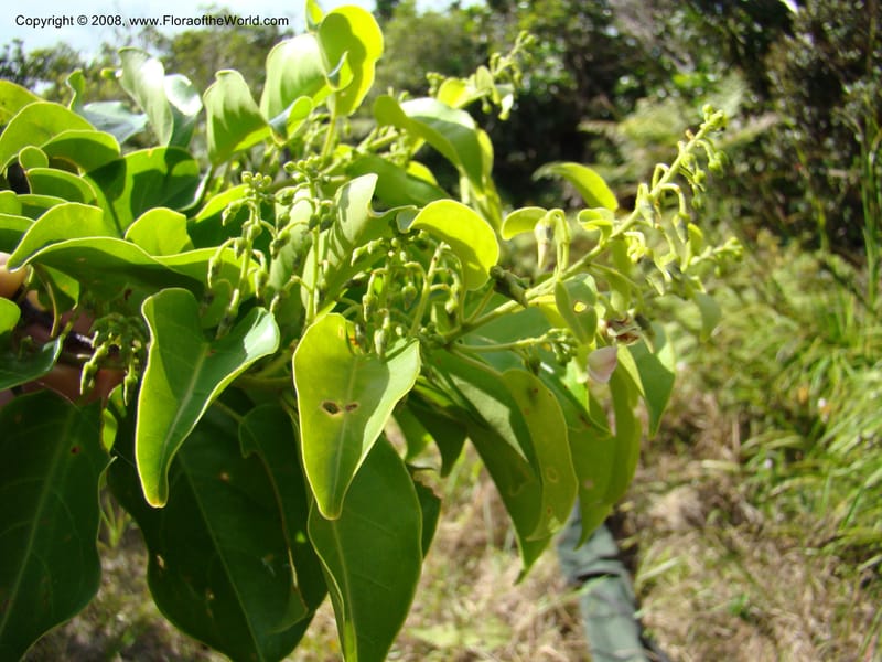 Agatea rufotomentosa, JMunzinger4707--New Caledonia. Mandjelia. 13 Nov 07. 134.jpg