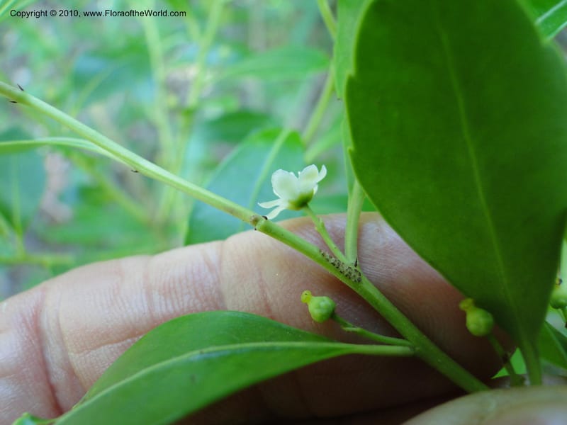 Ilex glabra, Mori, S 27396, USA, North Carolina, Johnson Co., Hwy 50, 3 km SE of Benson, 21 May 2010 (23).JPG