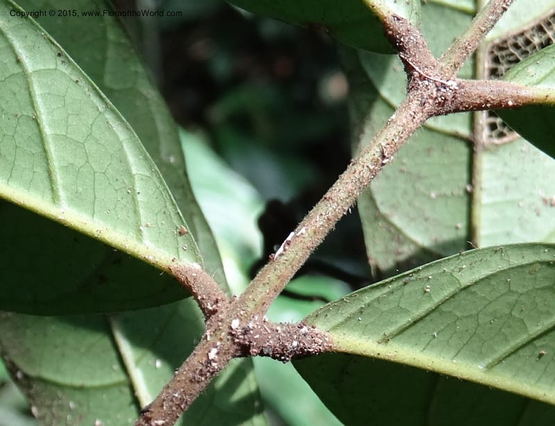 Chytranthus, Davidson, C 12372--Cameroon. Korup Nat. Park. 22 Mar 2014. DSC03203 (327).JPG
