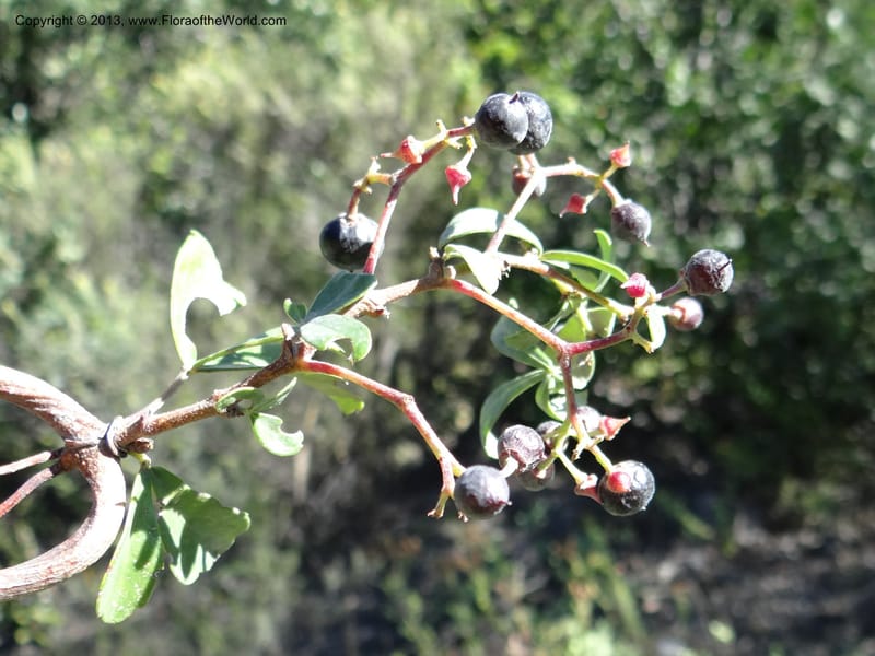 Cissus striata, WDS 34100--Chile. Rd to El Abanico. Pte. Polcura odom 16.6. 17 Feb 2013. DSC01401 (228).JPG