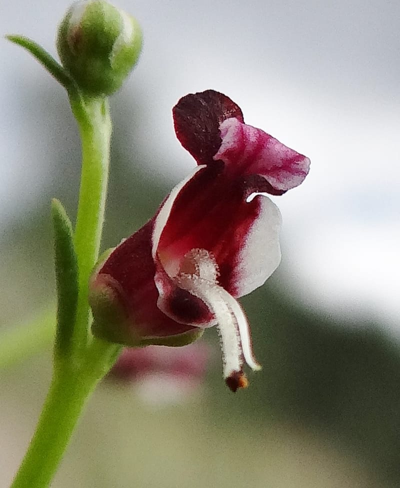 Scrophularia--Kurdistan. 2nd stop after Tawilla. 22 May 2013. DSC04763 (46).JPG