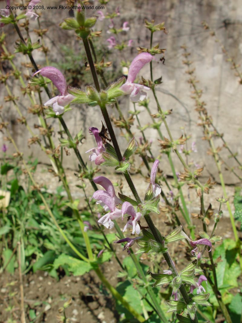 Salvia hierosolymitana--Italy. Tuscany. Univ. Firenze, Giardino dei  Simplici. Florence. 22 May 03. 004.jpg