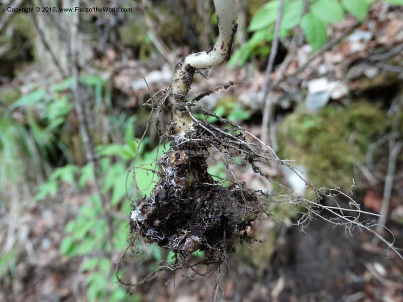 Cardamine macrophylla, Boufford, D 43604--China. Sichuan. ShaShiDuo. 8 May 2014. DSC04232 (112).JPG