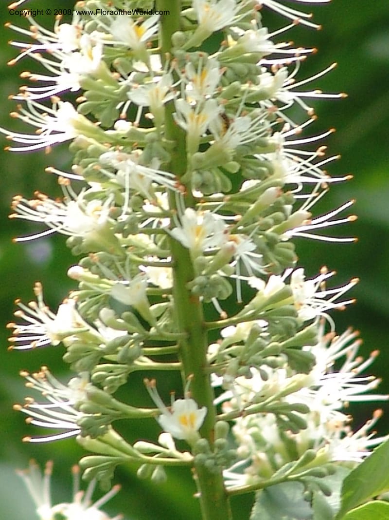 Aesculus wilsonii, 041380105--China. Hubei. Wuhan Botanical Garden. 24 Apr 07. 309.jpg