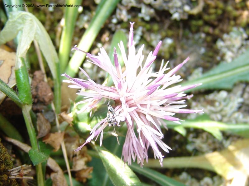 Centaurea raphanina ssp raphanina--Crete. Ep. Kisamos. Sirikari Gorge. 25 May 05. 020.jpg