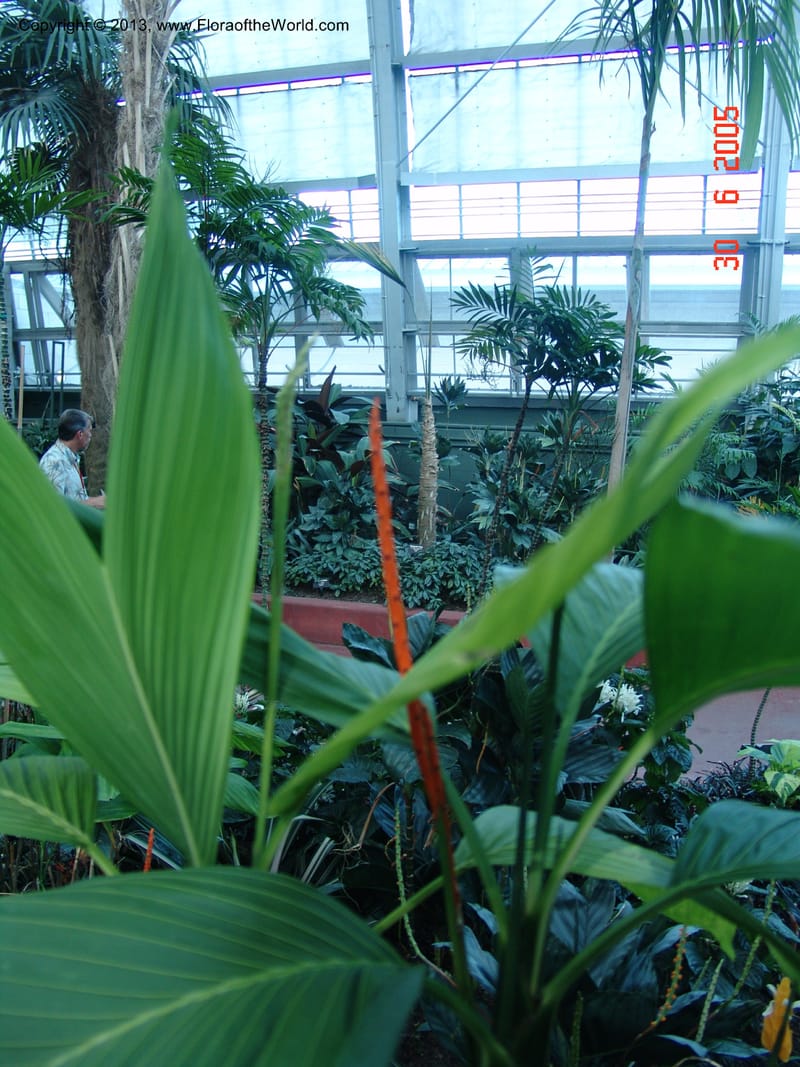 Chamaedorea ernesti-augustii, Aerecaceae, Chicago-Garfield Conservatory 6-05 022 (1).jpg