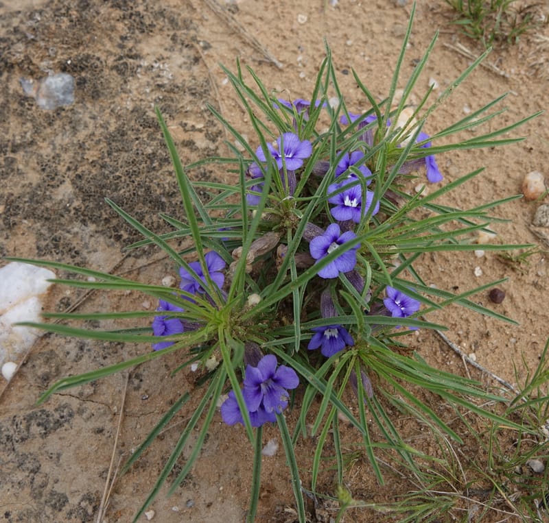 Aptosimum lineare--Namibia. Hwy B1. Odom 59. 25 Mar 2018. DSC03326 (40).JPG