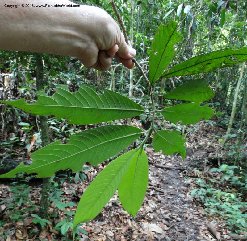 Praravinia creaghii, Davidson, C 12669--Sabah. Danum Valley. 4 Oct 2014. DSC01741 (56).JPG