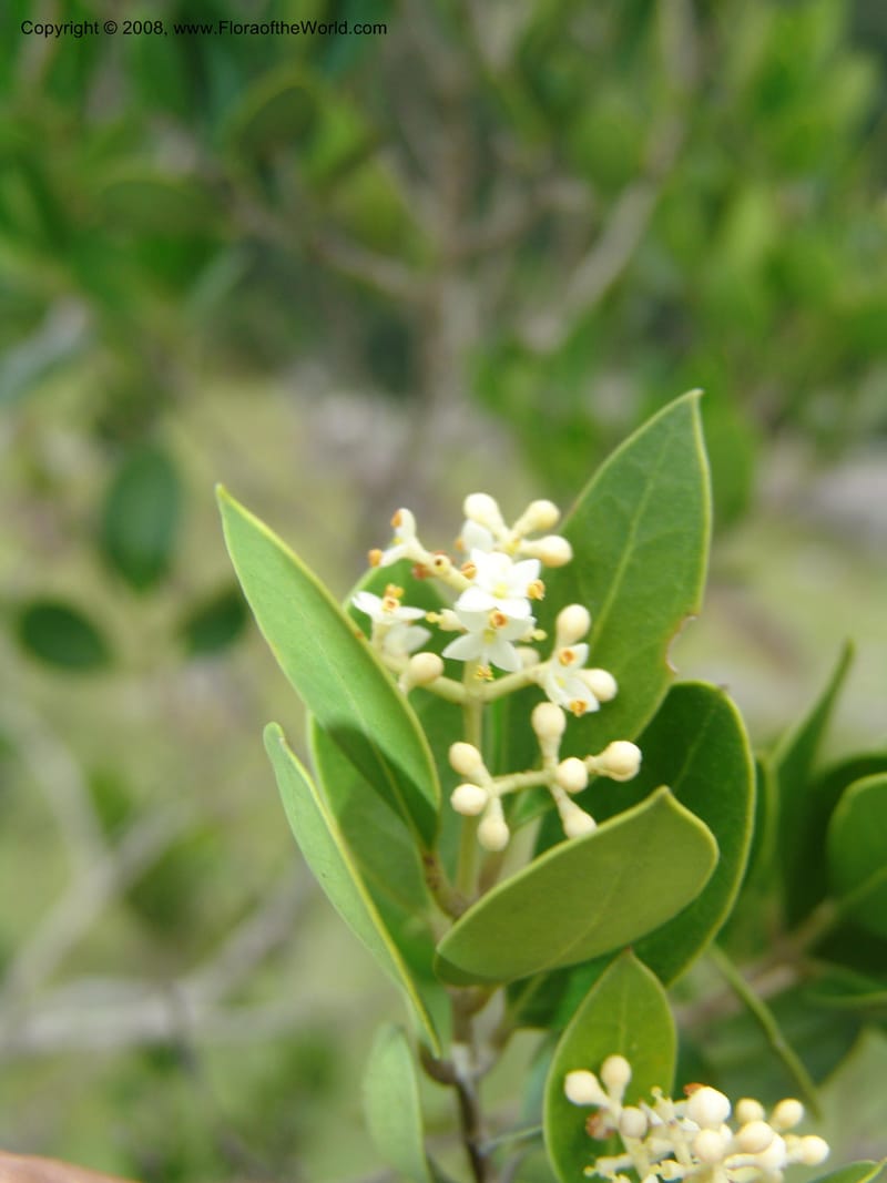 Olea capensis ssp everve--So.Africa. E. Cape. Umtamvuna Nat. Res. 11 Mch 05. 270.jpg