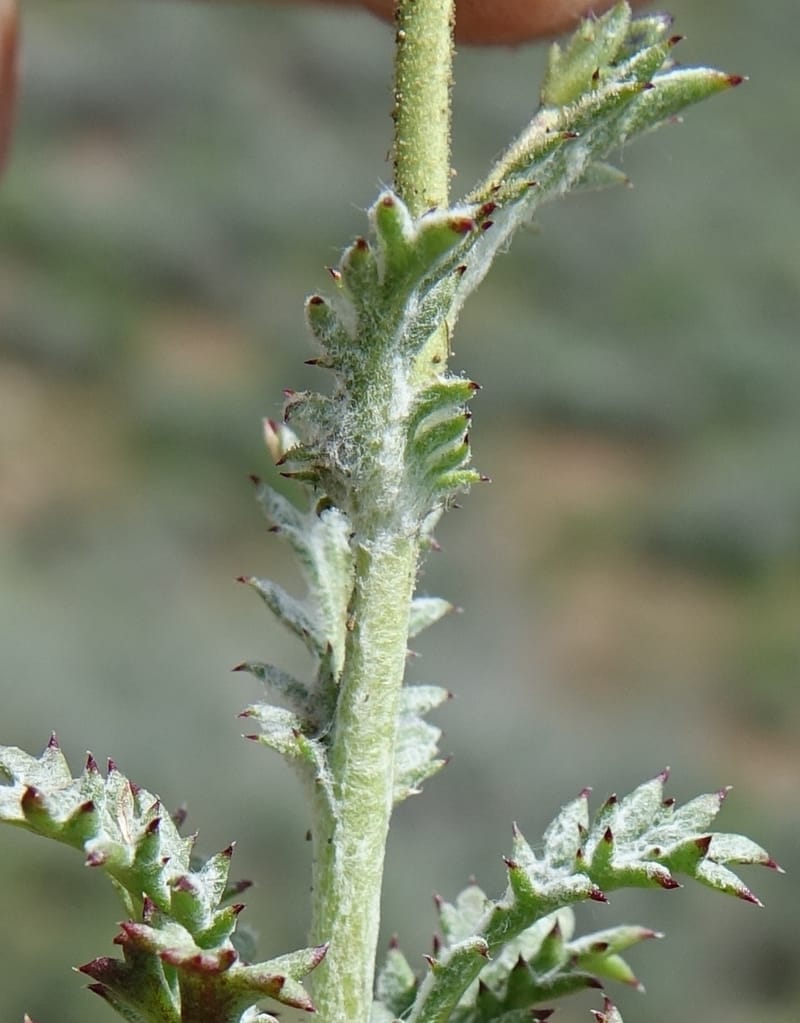Gilia brecciarum, C. Davidson 13565--ID. Blaine Co. Rock Creek Preserve. TNC. 14 May 2017. DSC00477 (111).JPG