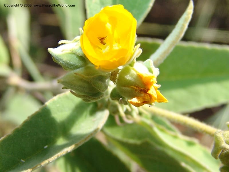 Melhania acuminata--So.Africa. Mpumal. twd Rietfontein. 16 Mch 05. 434.jpg