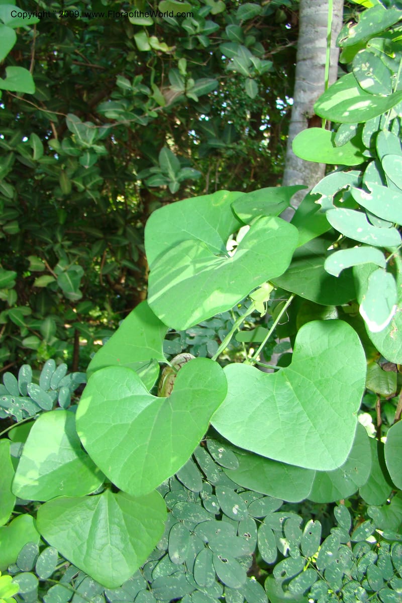 Aristolochia odoratissima--South Africa. Durban Botanical Garden. 30 Jan 09. 254.jpg