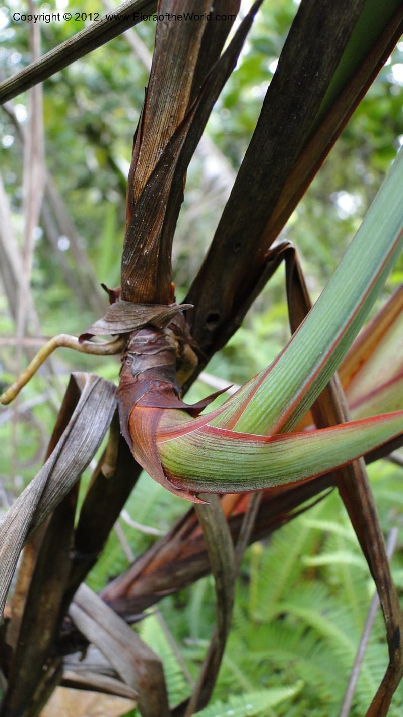 Dianella ensifolia, A. Ramahefaharivelo 168--Madagascar. Ambolotara. Ambodini, Vatovavy. 3 May 2010 177 (62).jpg