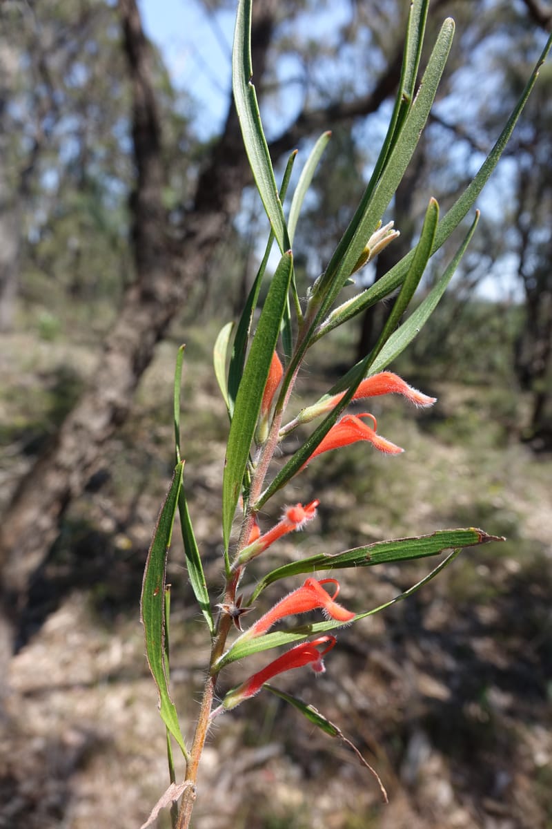Adenanthos barbiger, Davidson, C 13472--Australia. W.A. Albany Hwy, odom 33.5. 28 Oct 2016. DSC05957 (45).JPG