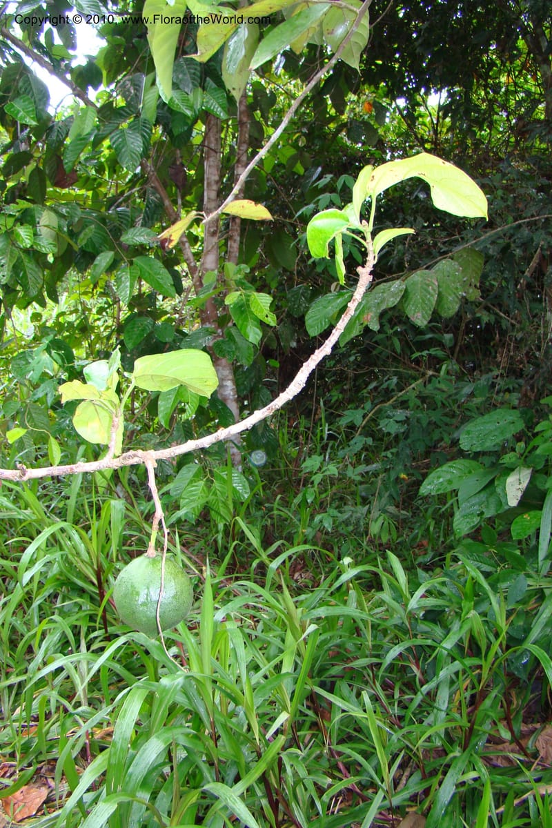 Omphalea diandra, R. Vasquez 34716--Peru. Loreto. Dist. Nauta. Miraflores, Rio Tigre. 9 Nov 08. 493.jpg