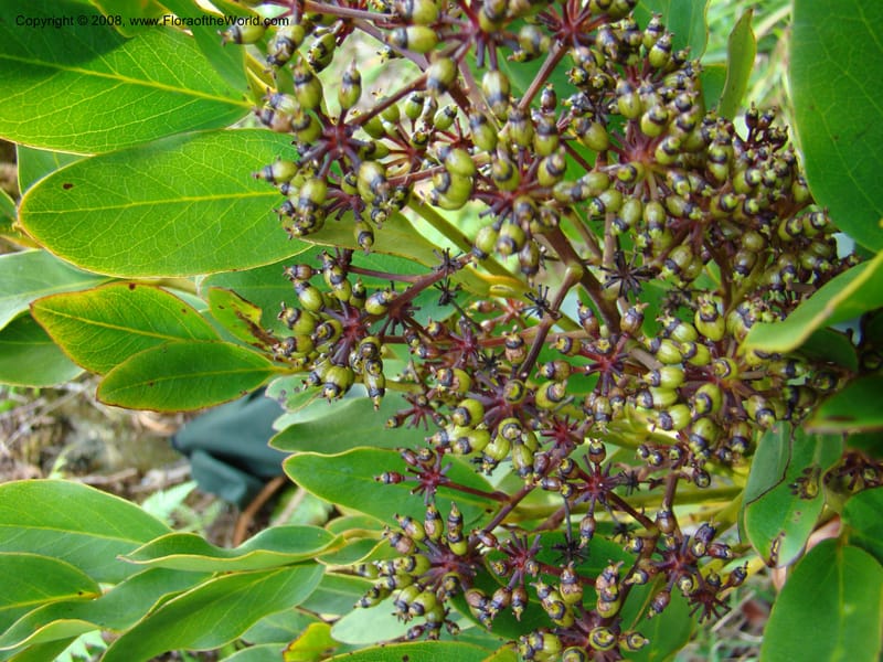 Delarbrea montana ssp montana, PLowry6887--New Caledonia. Mandjelia. 13 Nov 07. 202.jpg