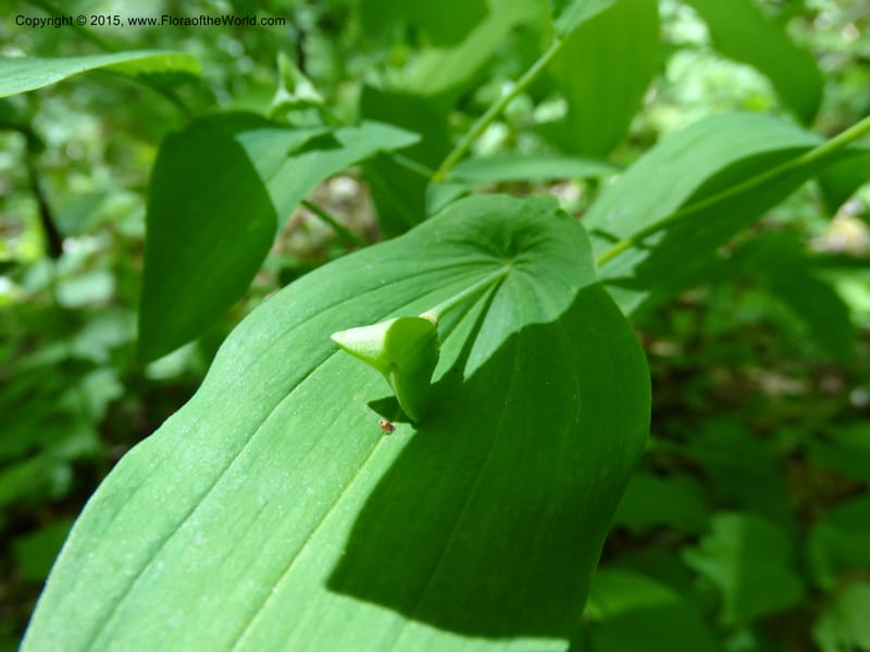 Uvularia grandiflora, Davidson, C 12986--North Carolina. Clay Co. Perry Gap Rd, Barnard's Cr. 13 May 2015. DSC04860 (134).JPG