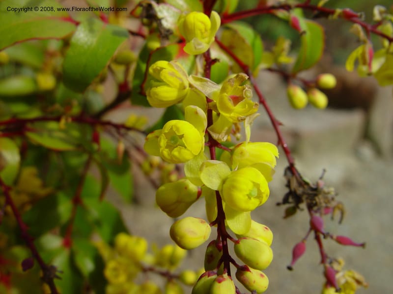 Berberis darwinii. 76.0264--CA. UC Berkeley Bot. Gard. 10 Feb 03. 056.jpg