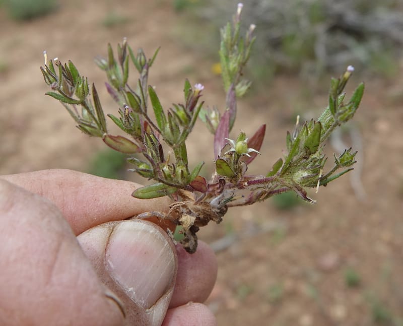 Microsteris gracilis var. humilior, C. Davidson 13566--ID. Blaine Co. Rock Creek Preserve. TNC. 14 May 2017. DSC00477 (119).JPG
