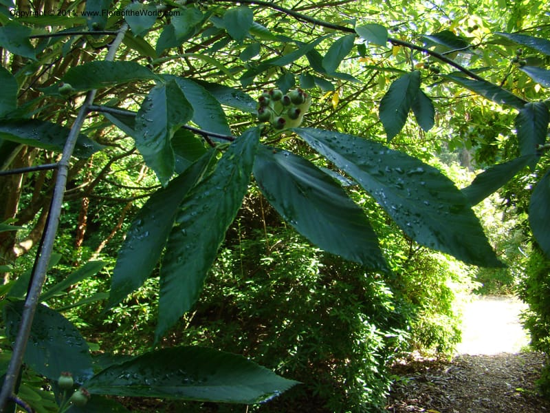 Sorbus hemsleyi, 27473-0126-1987--Canada. BC. Univ. BC Bot. Garden. 27 Jul 08. 488.jpg
