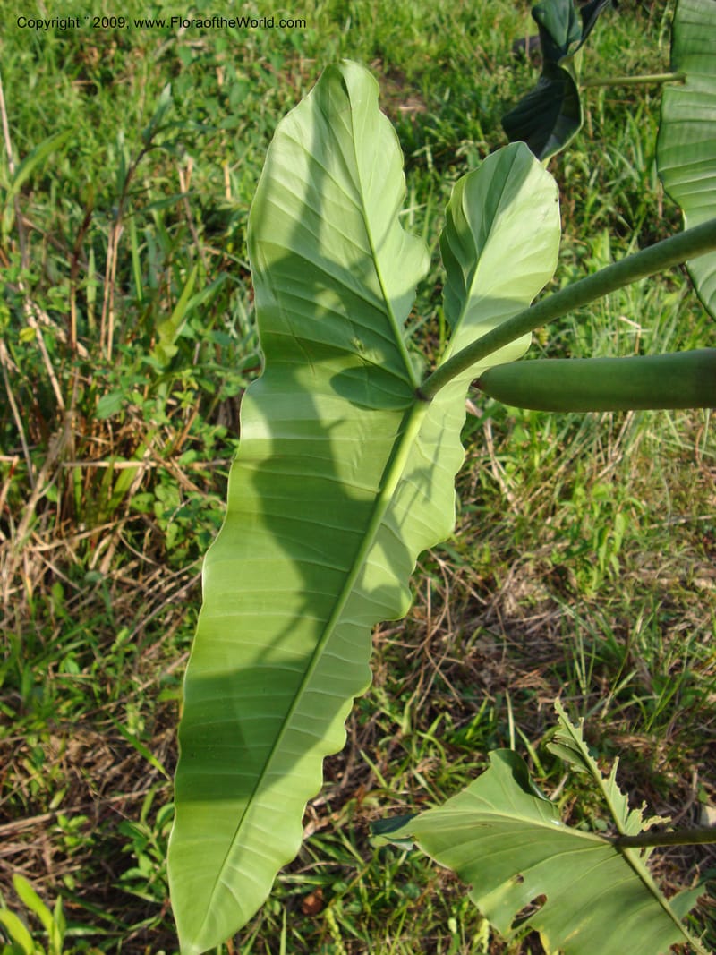 Philodendron deflexum, T. Croat 98842--Ecuador.Prov.ZamoraC.Rio Wawaime Valley19Sep2007 070 (6).jpg